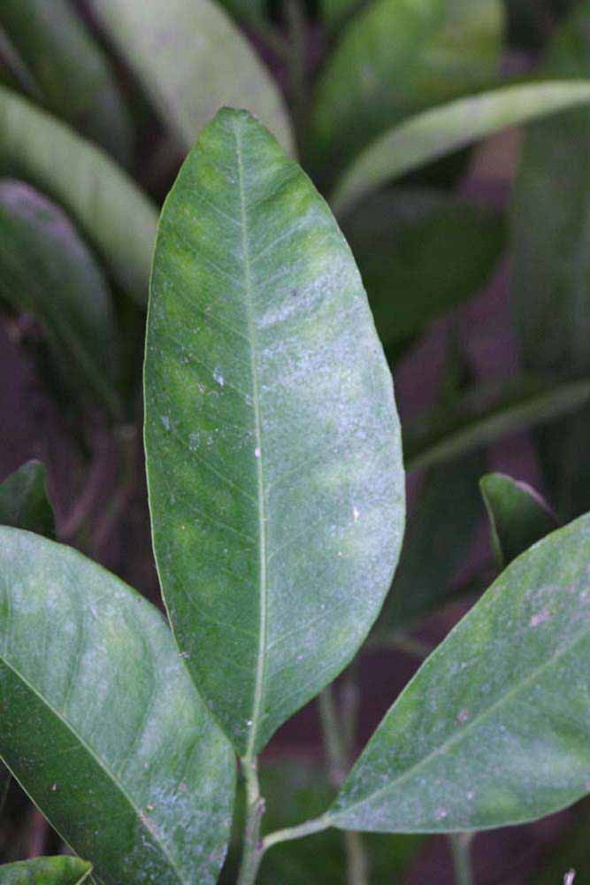              Unifoliolate leaf (Riverside, CA)       